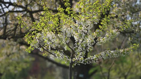 Zarter-Weißer-Kirschbaum-Blüht