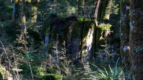 dense-mossy-old-growth-forest