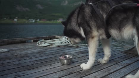 Un-Perro-Adulto-Malamute-De-Alaska-Se-Alimenta-Mientras-Se-Encuentra-En-Un-Embarcadero-De-Madera