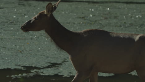 Canadian-Wildlife---Majestic-deer-walking-along-the-banks-of-a-river