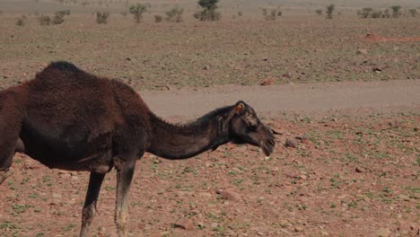 Detail-Eines-Wilden-Kamels,-Das-Gras-In-Einer-Trockenen,-Warmen-Landschaft-In-Marokko-Frisst