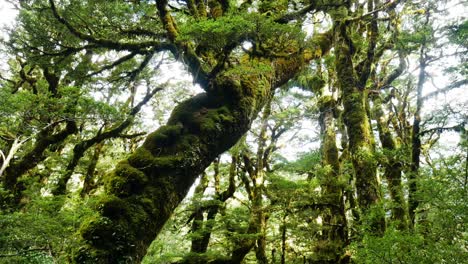 Moosbedeckte-Bäume-Im-Neuseeländischen-Regenwald