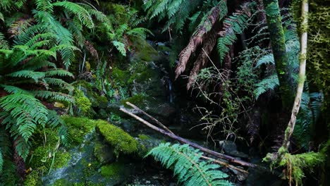 stream-trickling-through-lush-rainforest