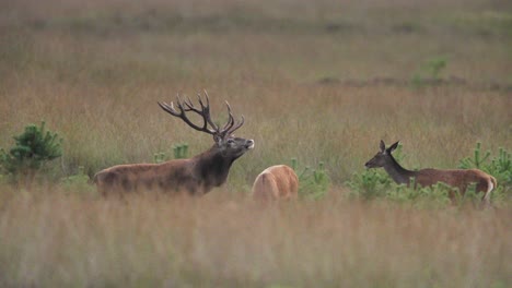 Medium-shot-of-a-majestic-red-deer-buck-with-a-large-rack-of-antlers-standing-in-a-brown-grassy-field-with-his-harem-of-doe-and-calling-out
