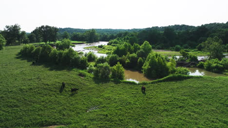 Grazing-Cows-On-Pasture-Land-Near-Illinois-River-In-Arkansas,-USA