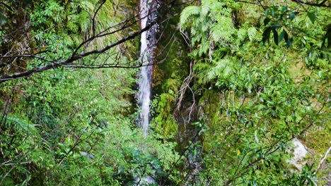 hidden-waterfall-deep-in-lush-new-zealand-rainforest
