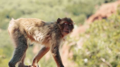 Monkey-standing-on-all-four-and-looking-at-the-camera-in-Ozoud,-Morocco
