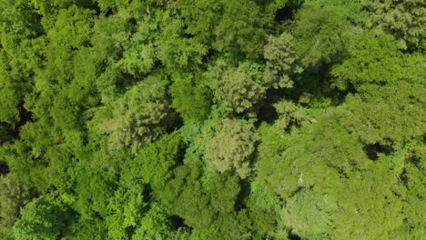 Slow-birdseye-aerial-above-forest-in-Vermont-Green-Mountains