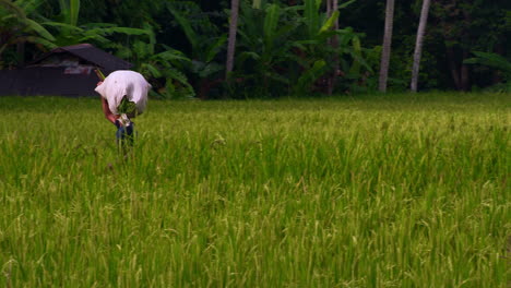 Asian-farmer-walking-in-field-carrying-sack-of-harvested-crops-on-head
