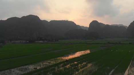 Farmer-in-rice-fields-at-Ninh-Binh-Vietnam-during-sunrise,-aerial