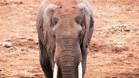 African-Elephant-Roaming-On-Arid-Mountains-In-Aberdare-National-Park,-Kenya-Africa