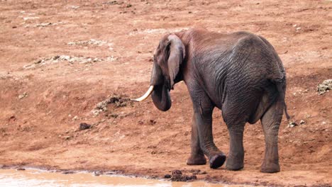 Einzelner-Elefant,-Der-In-Der-Nähe-Des-Flusses-Im-Aberdare-Nationalpark,-Kenia,-Afrika,-Wandert