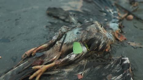 Extreme-close-up-shot-of-a-dead-bird-carcass-after-an-accident-with-view-of-the-broken-wings-and-crushed-head