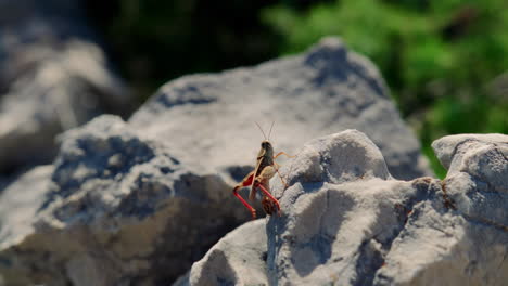 Rack-focus-push-in-to-cricket-or-grasshopper-extending-legs-moving-across-grey-rock