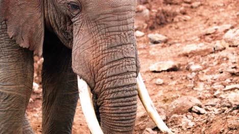 Elefante-Africano-De-Monte-Alimentándose-De-Sal-Mineral-En-El-Parque-Nacional-De-Aberdare,-Kenia,-África