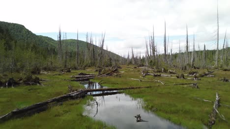Deadwood-Trees-Cover-Swamp-Landscape-on-Moresby-Island,-Aerial-Shot,-BC,-Canada