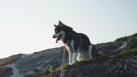 Alaskan-Malamute-Breed-Dog-With-A-Leash-Seated-On-The-Rock-Mountains