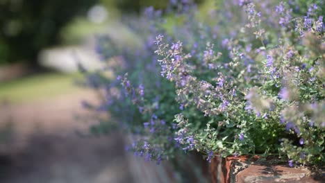 Exquisite-Nahaufnahmen-Duftender-Lavendelblüten-In-Einem-Sonnenverwöhnten-Garten,-Mit-Fleißigen-Bienen-Im-Flug,-Die-Nektar-Sammeln
