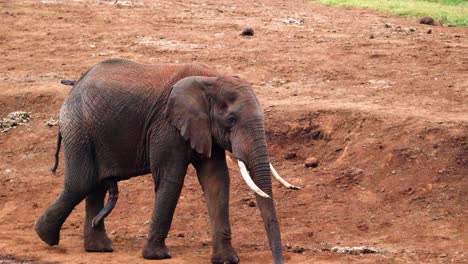 Elefante-Africano-Macho-Pasea-Por-El-Parque-Nacional-De-Aberdare-En-Kenia