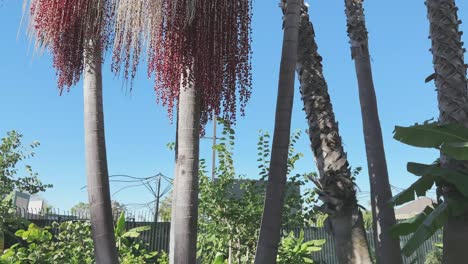 Palm-trees-of-Balboa-park-San-Diego,-California