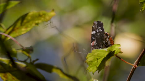 Butterfly-with-tattered-wings-on-branch,-high-speed,-slow-motion