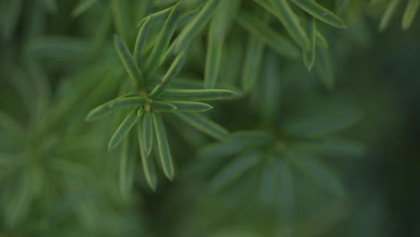Closeup-Shot-Of-Leaves-On-A-Evergreen-Shrub,-Macro