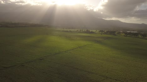 Dark-and-moody-Drone-shot-flying-back-over-cattle-and-grass,-dramatic-sun-rays-peaking-through-clouds-over-the-mountains-overlooking-lush-green-hills
