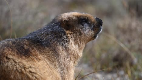 Closeup-of--long-tailed-marmot-or-golden-Marmot