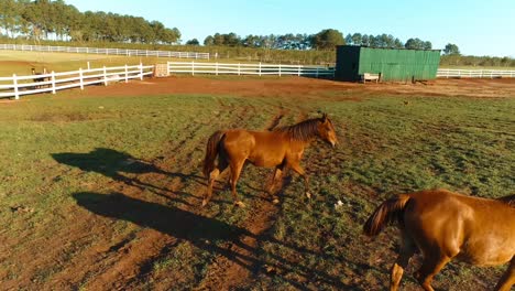 Two-Arabian-horses-in-their-breeding-facility