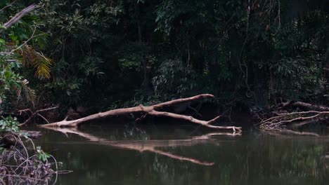 Still-water-of-a-river-scenery-in-Khao-Yai-National-Park,-revealing-reflection-of-a-fallen-dead-tree-and-branches,-green-plants-and-fallen-leave,-Thailand