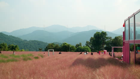 Many-People-at-Herb-Island-Walking-Through-Pink-Muhly-Grass-Field-with-Mountain-Range-in-Background---South-Korea-Famous-Travel-Destination