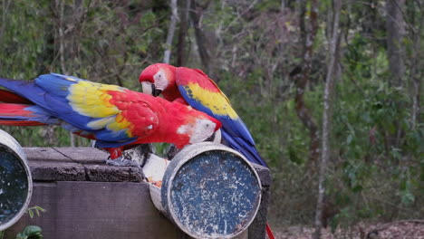 Two-Scarlet-Macaw-parrots-eat-at-feeder-at-jungle-wildlife-rescue