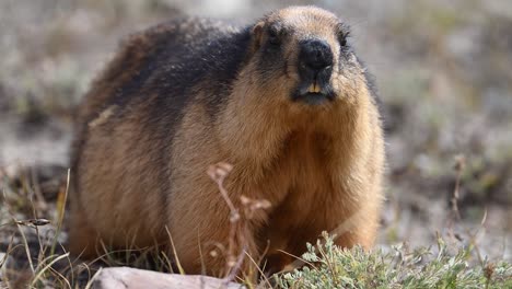 The-long-tailed-marmot-or-golden-marmot-Looking-for-Food