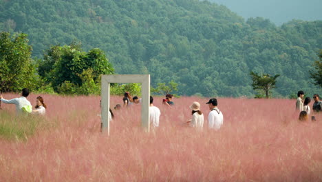Korean-People-Walking-Through-Pink-Muhly-Grassland-at-Herb-Island-in-South-Korea-Highlands---slow-motion-pan-follow