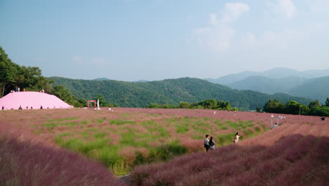 Pink-Muhly-Grass-Festival-at-Herb-Island