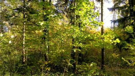 Atemberaubender-Rückzugsort-Für-Drohnen-Durch-Europäische-Mischwälder-Im-Herbst:-Sonnenstrahlen-Dringen-Durch-Die-Bäume-Und-Zeigen-Einen-Goldenen-Blätterteppich-Und-Die-Ruhige-Schönheit-Der-Wälder