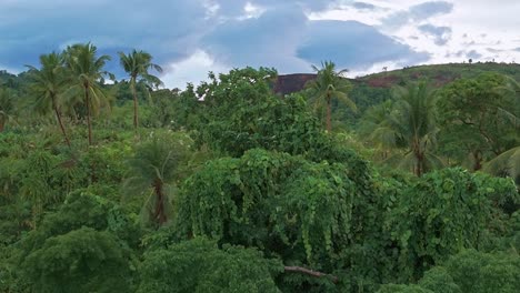 Luftdrohnenaufnahmen-Des-Dichten-Dschungels-Im-Morgengrauen-Auf-Den-Philippinen