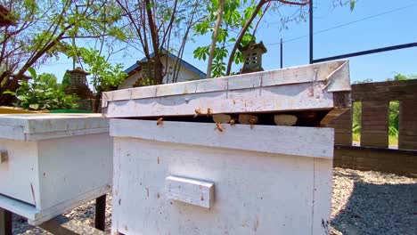 Sliding-shot-of-bees-cooling-the-beehive-on-a-hot-day-with-their-wings