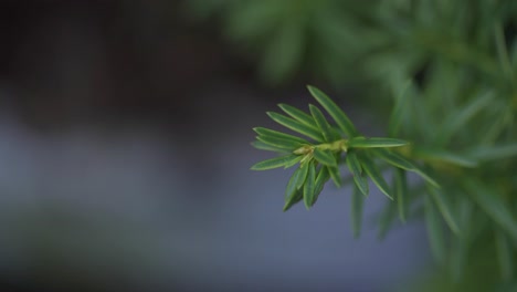 Isolated-Green-Plant-In-Luscious-Garden,-Shallow-Depth-Of-Field