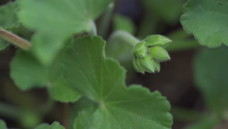 Macro-Shot-Of-Garden-Plant-With-Flower-Bud-About-To-Bloom