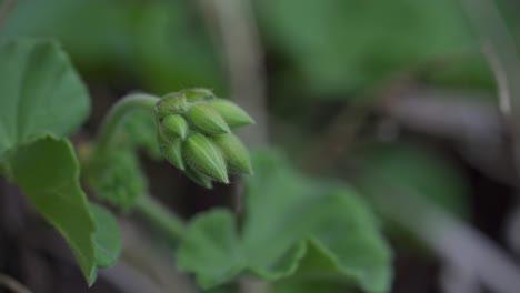 Closeup-Shot-Of-Flower-Bud,-Garden-Plant-In-Backyard