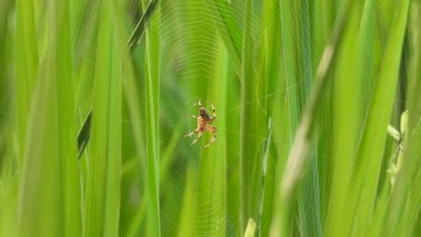 Spinne-Macht-Netz-Im-Grünen-Reisgras