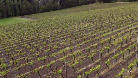 Drone-shot-flying-low-level-over-an-Adelaide-Hills-vineyard-,-famous-for-it's-cool-climate-white-wines-and-champagne