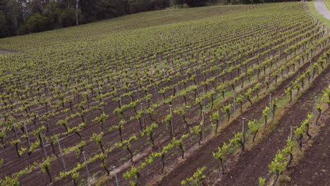 Drone-shot-flying-over-an-Adelaide-Hills-vineyard,-famous-for-it's-cool-climate-white-wines-and-champagne