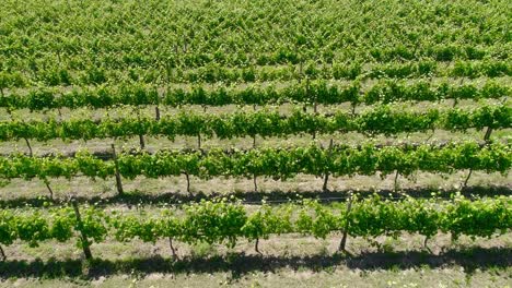 Vineyards-Wine-Region-Field-of-Vineyards-Grapes-Vine-on-a-Plantation-Aerial-View