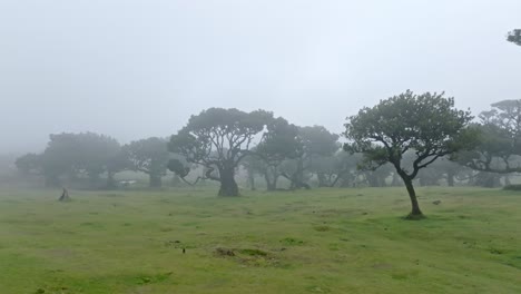 Misty-landscape-with-traditional-trees-in-Fanal-Forest,-Madeira