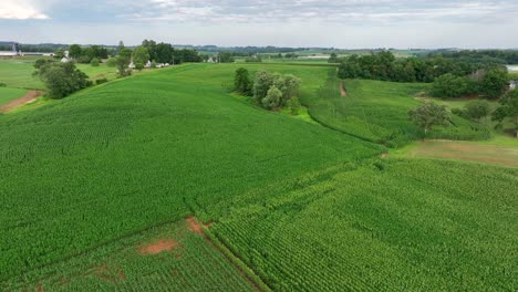 Green-landscape-of-cornfields-in-rural-USA