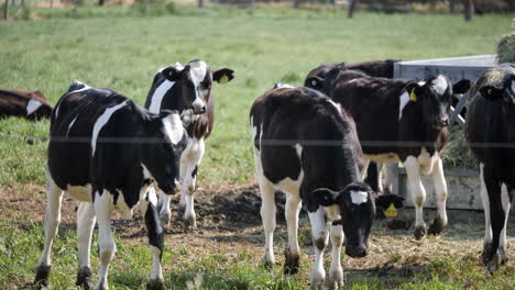 Vacas-En-Un-Exuberante-Prado-Verde