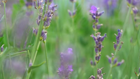 Close-up-purple-lavender-flower-blossom-in-a-green-meadow,-macro-focus-pull