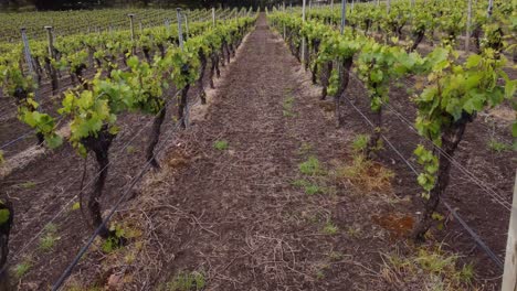 Drone-flying-along-the-row-of-white-wine-grapes-in-an-Adelaide-Hills-vineyard